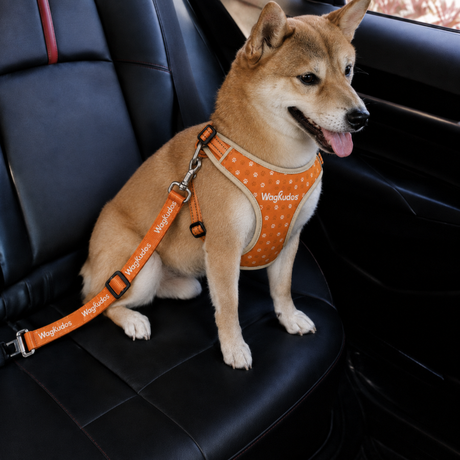 Car Safety