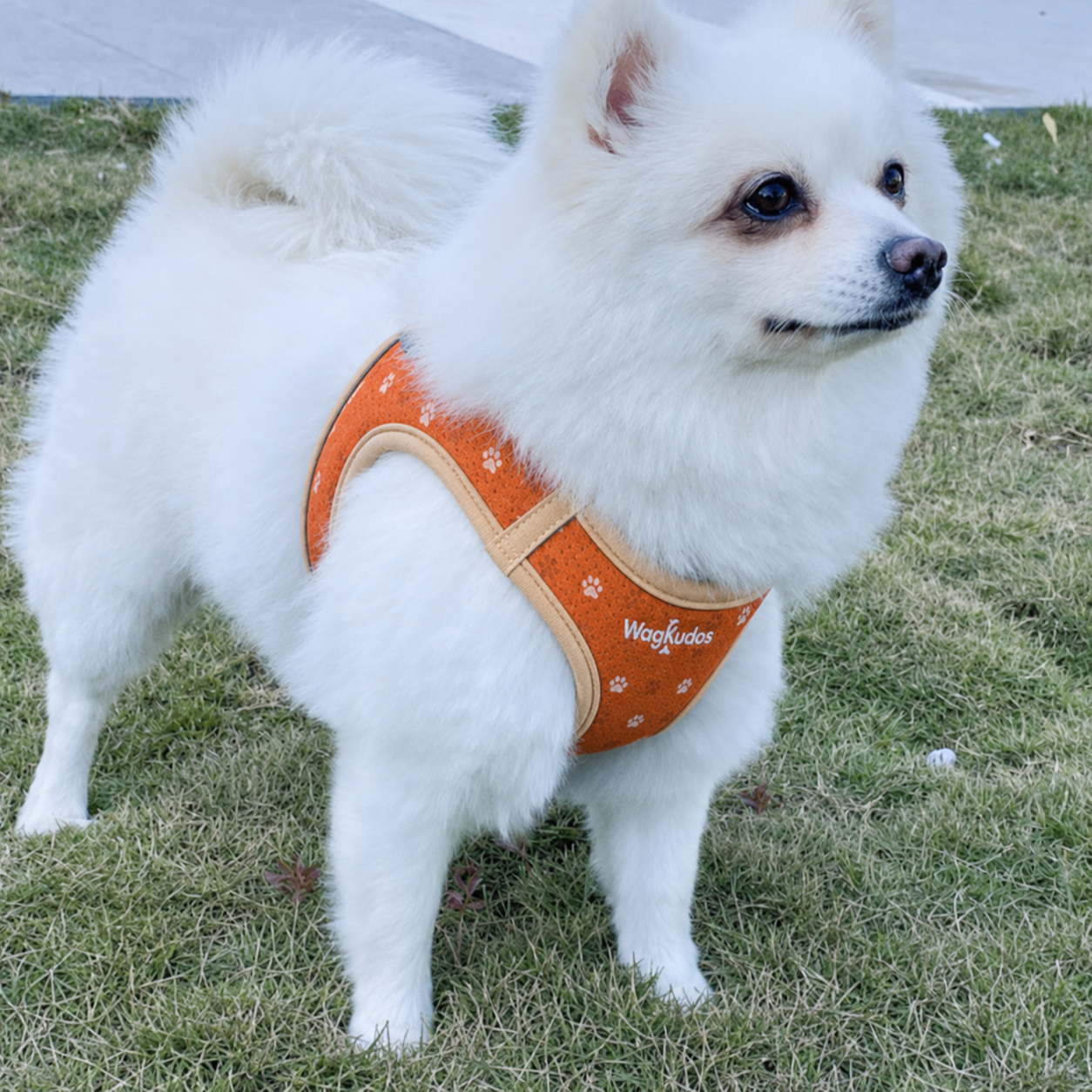 Custom Breathable Mesh Pet Harness (B103)
