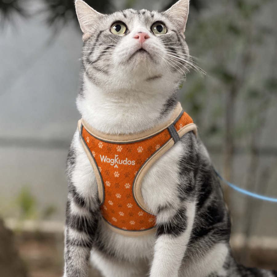 Custom Breathable Mesh Pet Harness (B103)