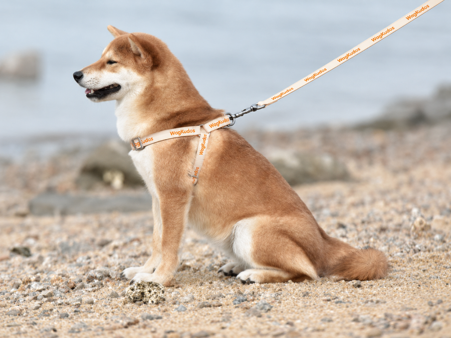 Custom Step-In Dog Harness (B104)