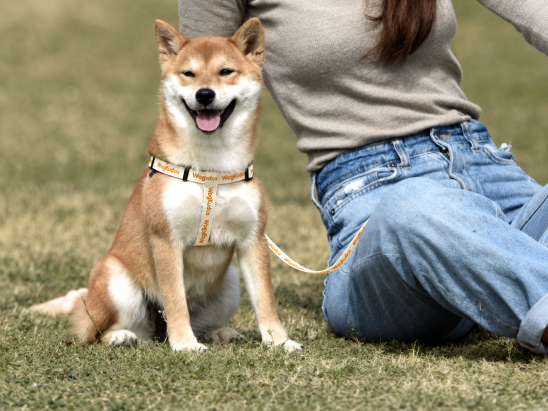 Custom Step-In Dog Harness (B104)