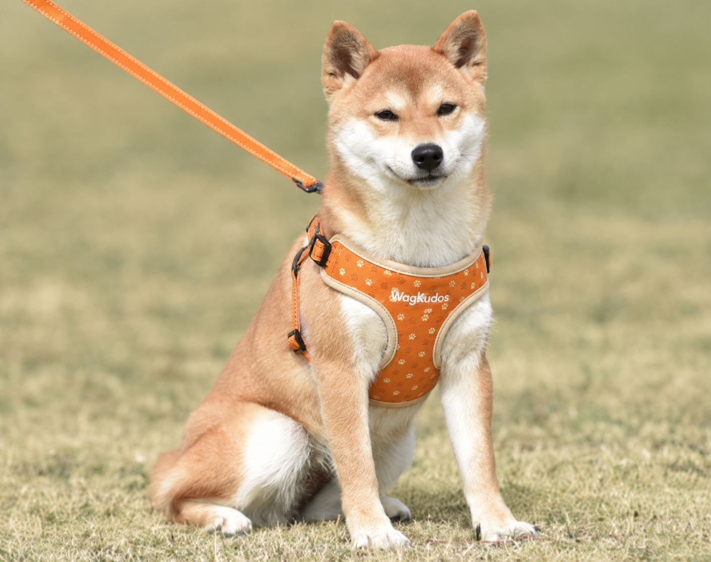 Custom Padded Y-Front Dog Harness (B106)