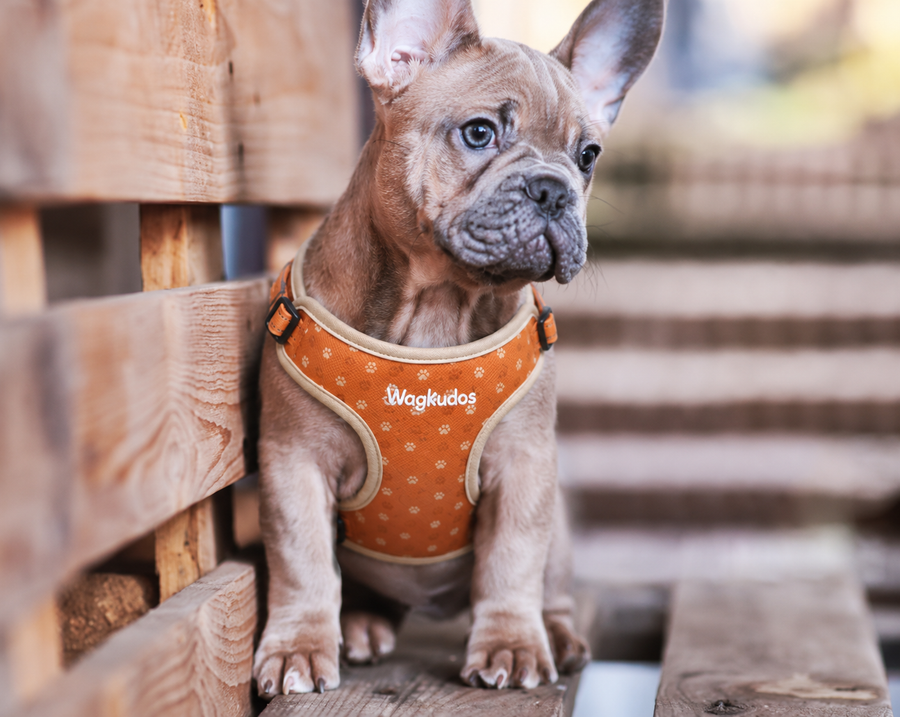 Custom Padded Y-Front Dog Harness (B106)
