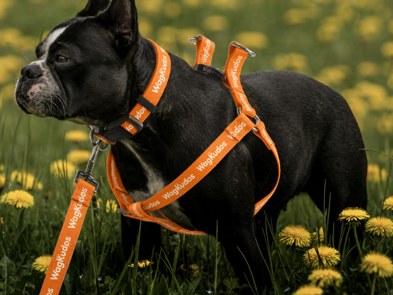 Waterproof Step-In Dog Harness  (B112)
