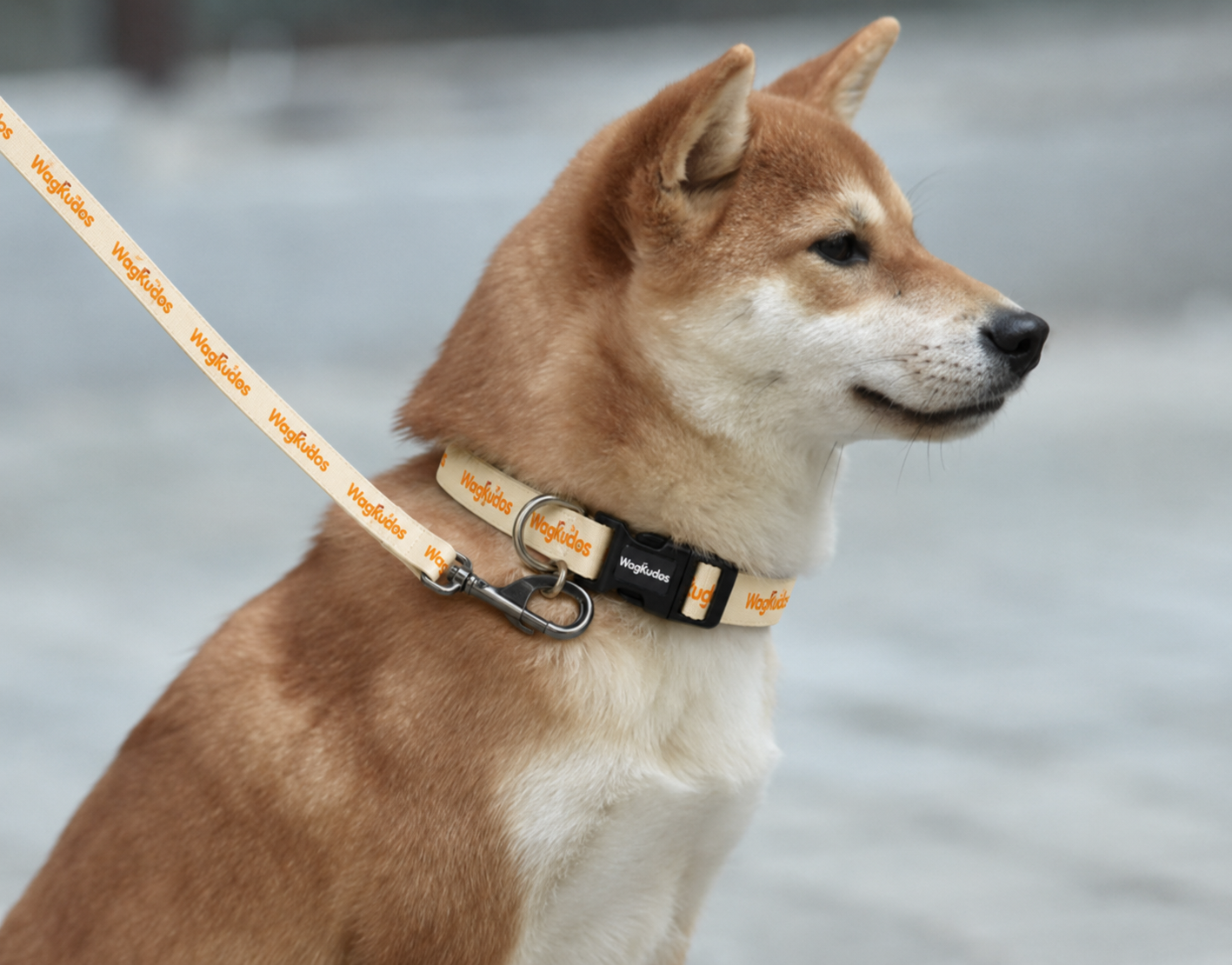 Custom Everyday Dog Collar  (C101)