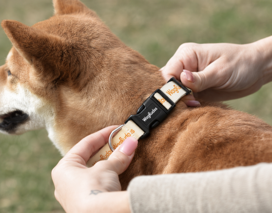 Custom Everyday Dog Collar  (C101)