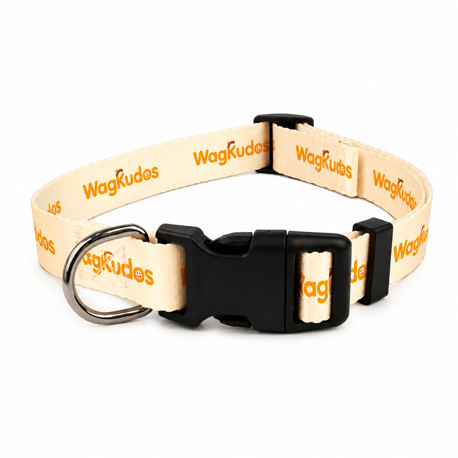 Custom Everyday Dog Collar  (C101)