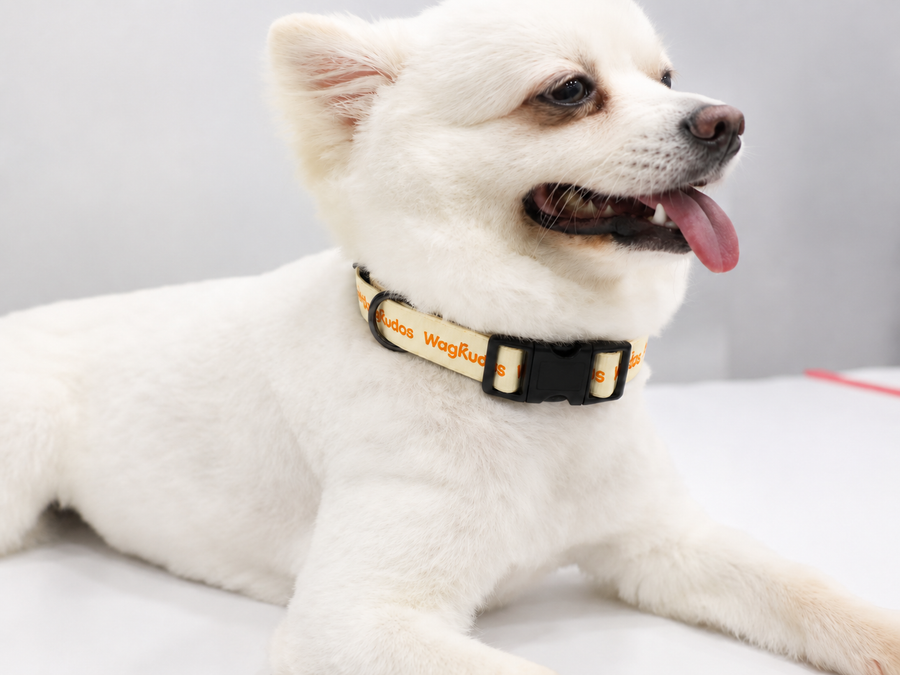 Waterproof & Odor-Resistant Dog Collar (C103)