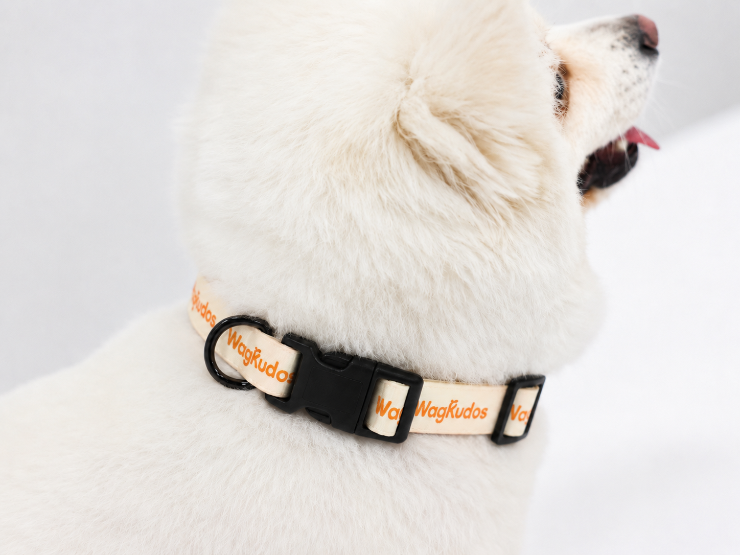Waterproof & Odor-Resistant Dog Collar (C103)