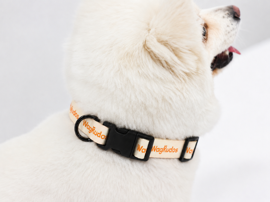 Waterproof & Odor-Resistant Dog Collar (C103)