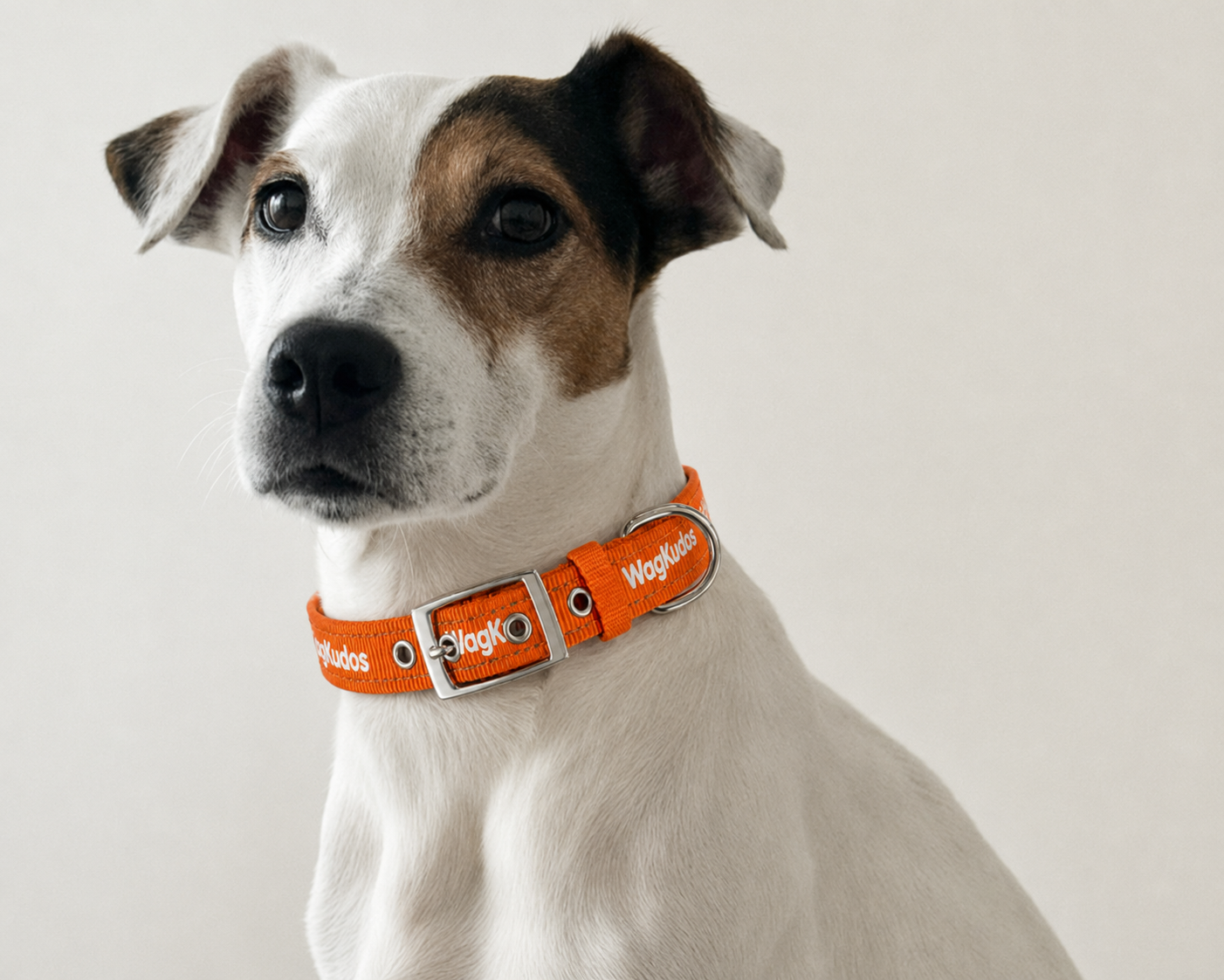 Adjustable Belt-Buckle Dog Collar (C104)