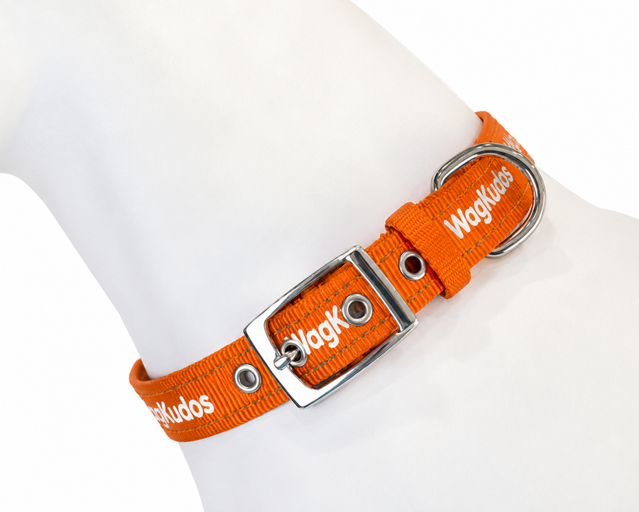 Adjustable Belt-Buckle Dog Collar (C104)