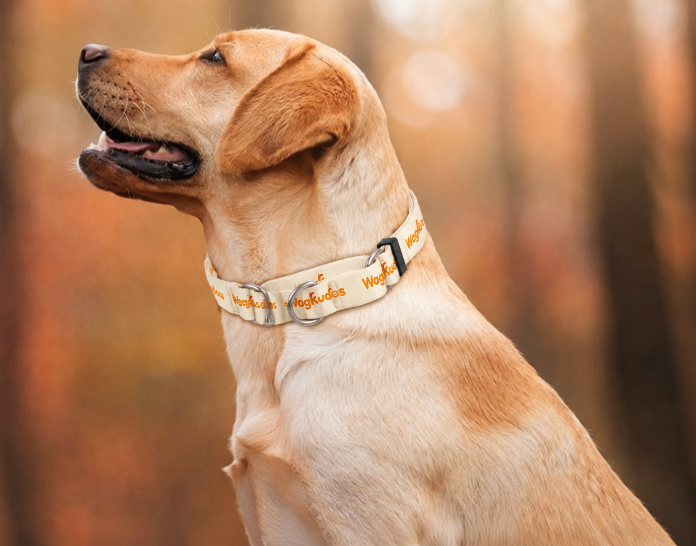 Secure-Fit Martingale Dog Collar (C106)