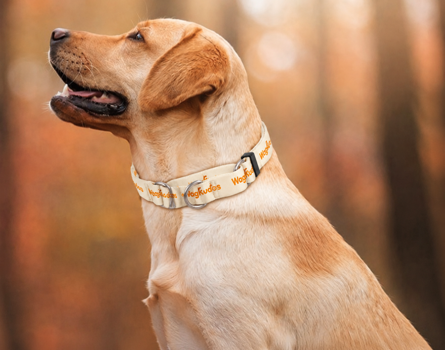 Secure-Fit Martingale Dog Collar (C106)