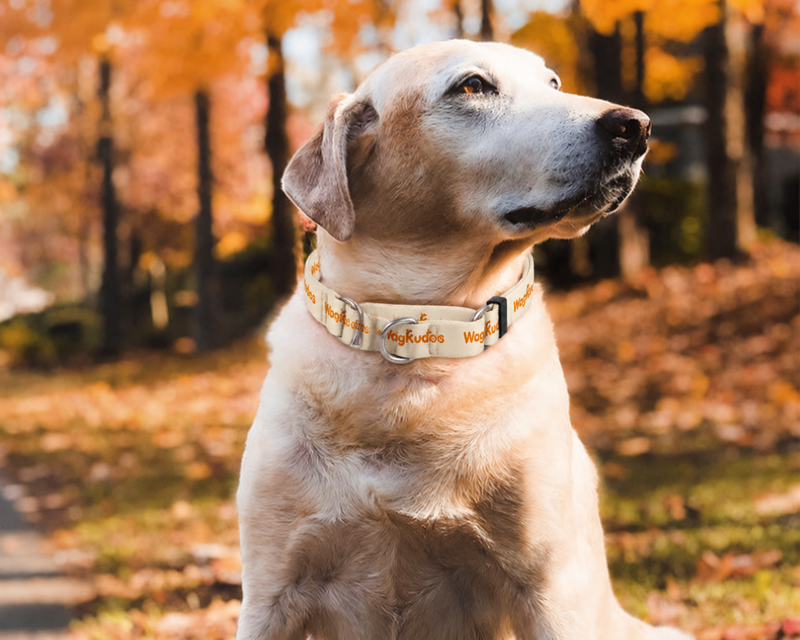 Secure-Fit Martingale Dog Collar (C106)