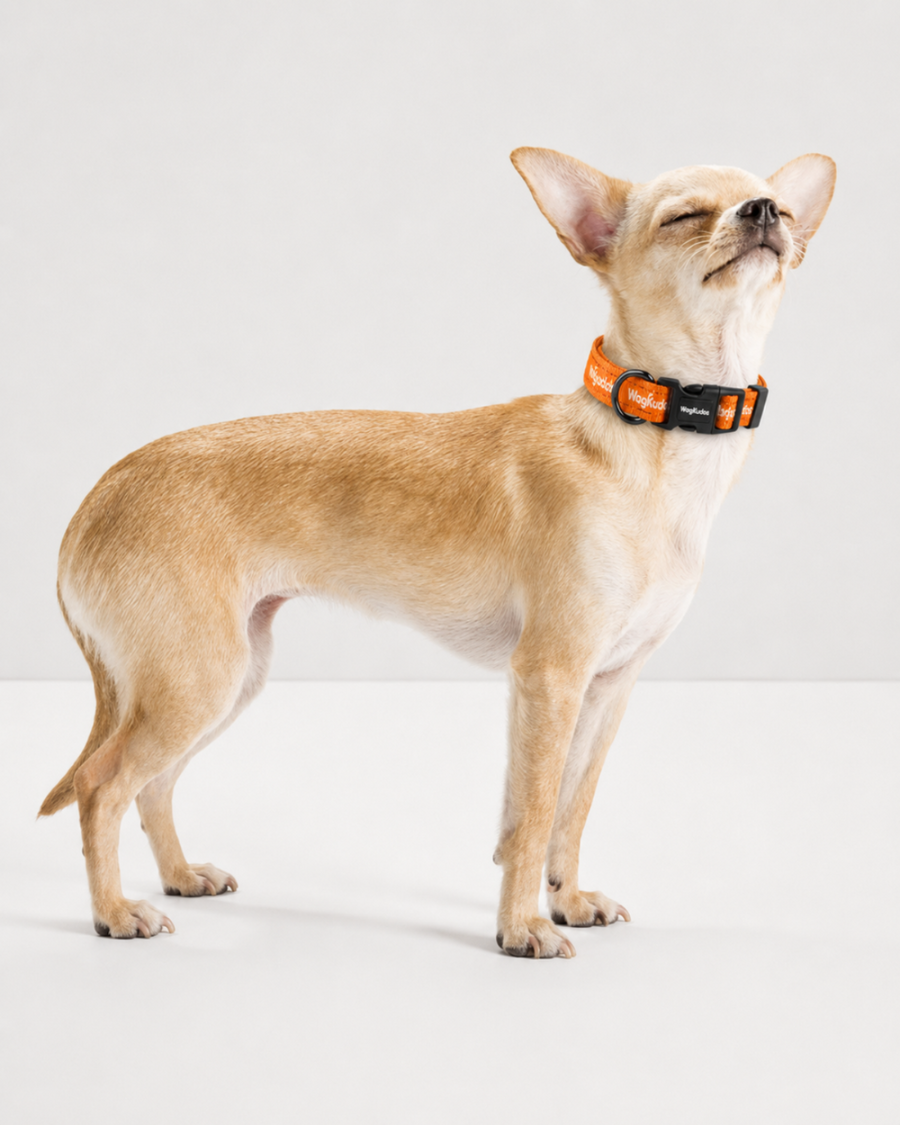 High-Visibility Reflective Dog Collar (C109)