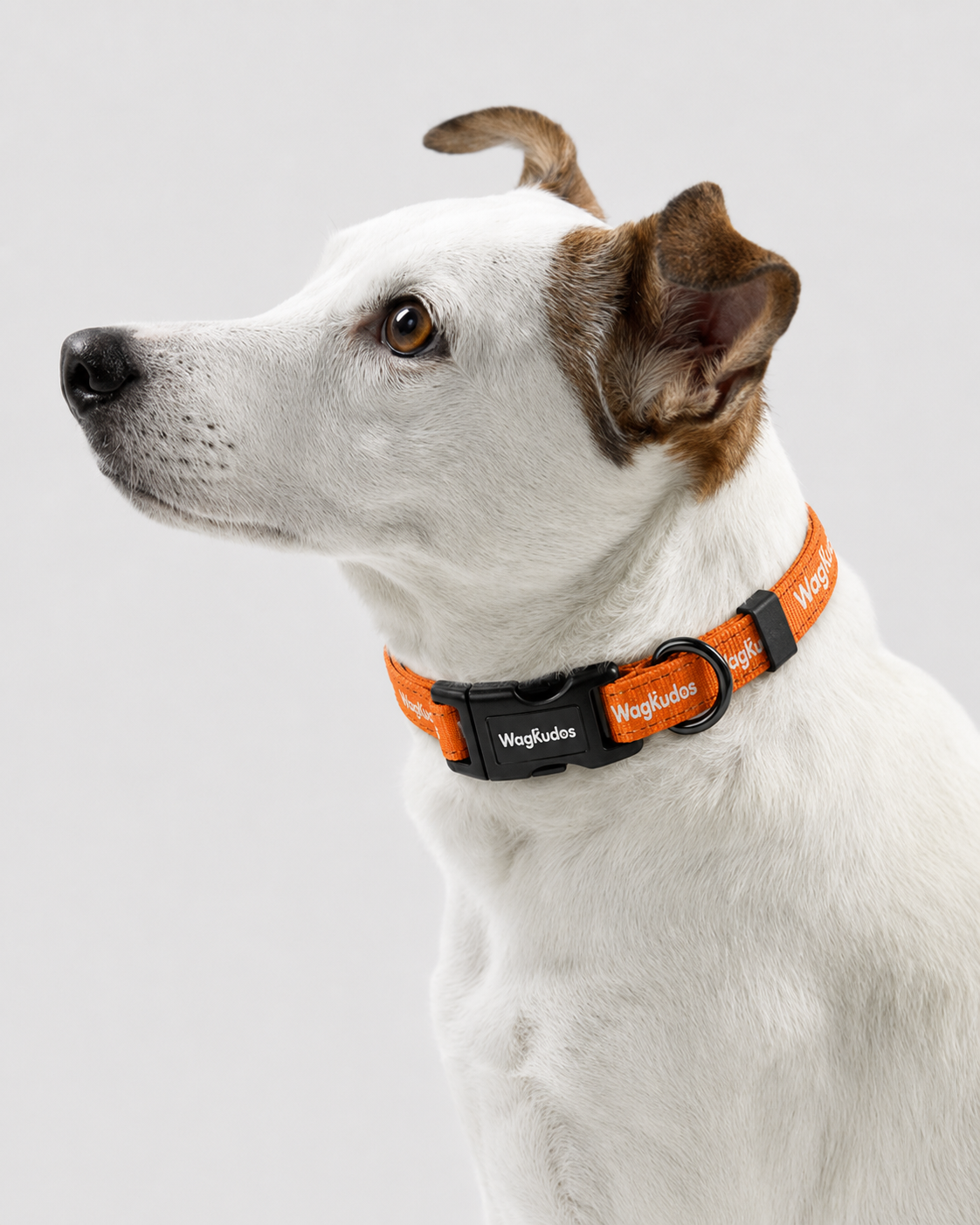 High-Visibility Reflective Dog Collar (C109)