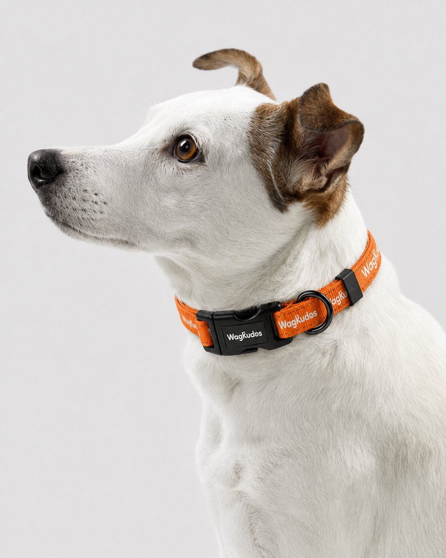High-Visibility Reflective Dog Collar (C109)