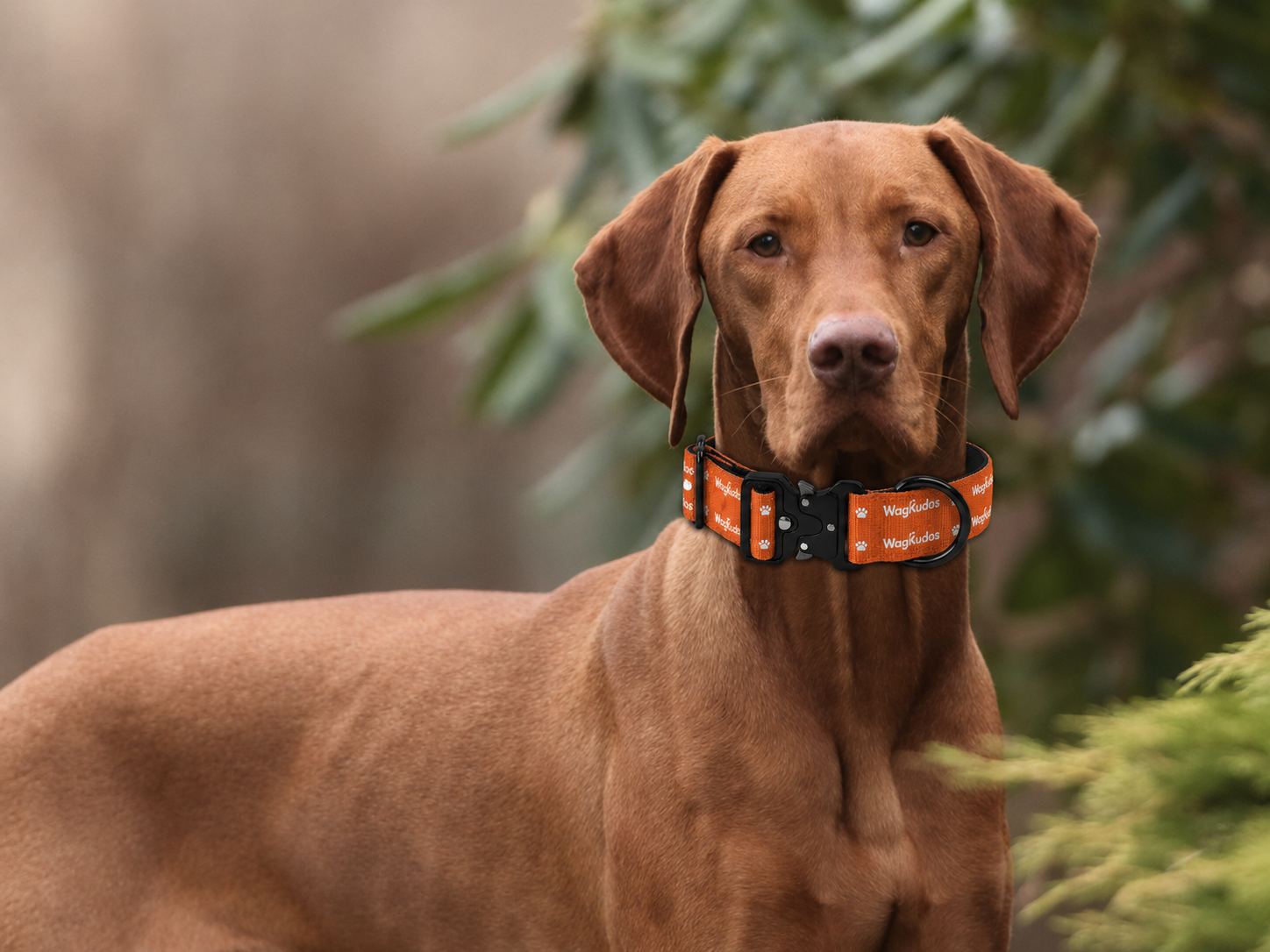 Heavy-Duty Tactical Dog Collar (C114)