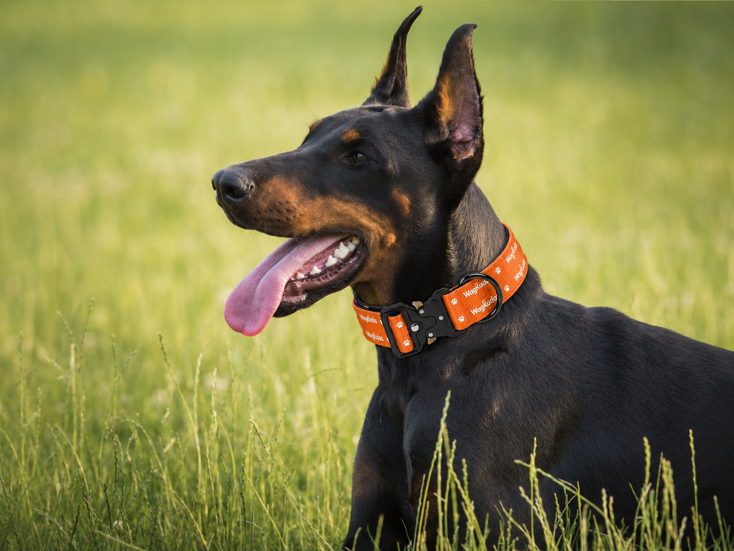 Heavy-Duty Tactical Dog Collar (C114)