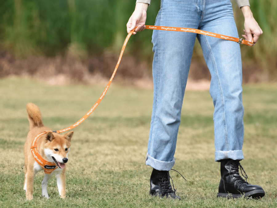 Custom Everyday Dog Leash (D101)