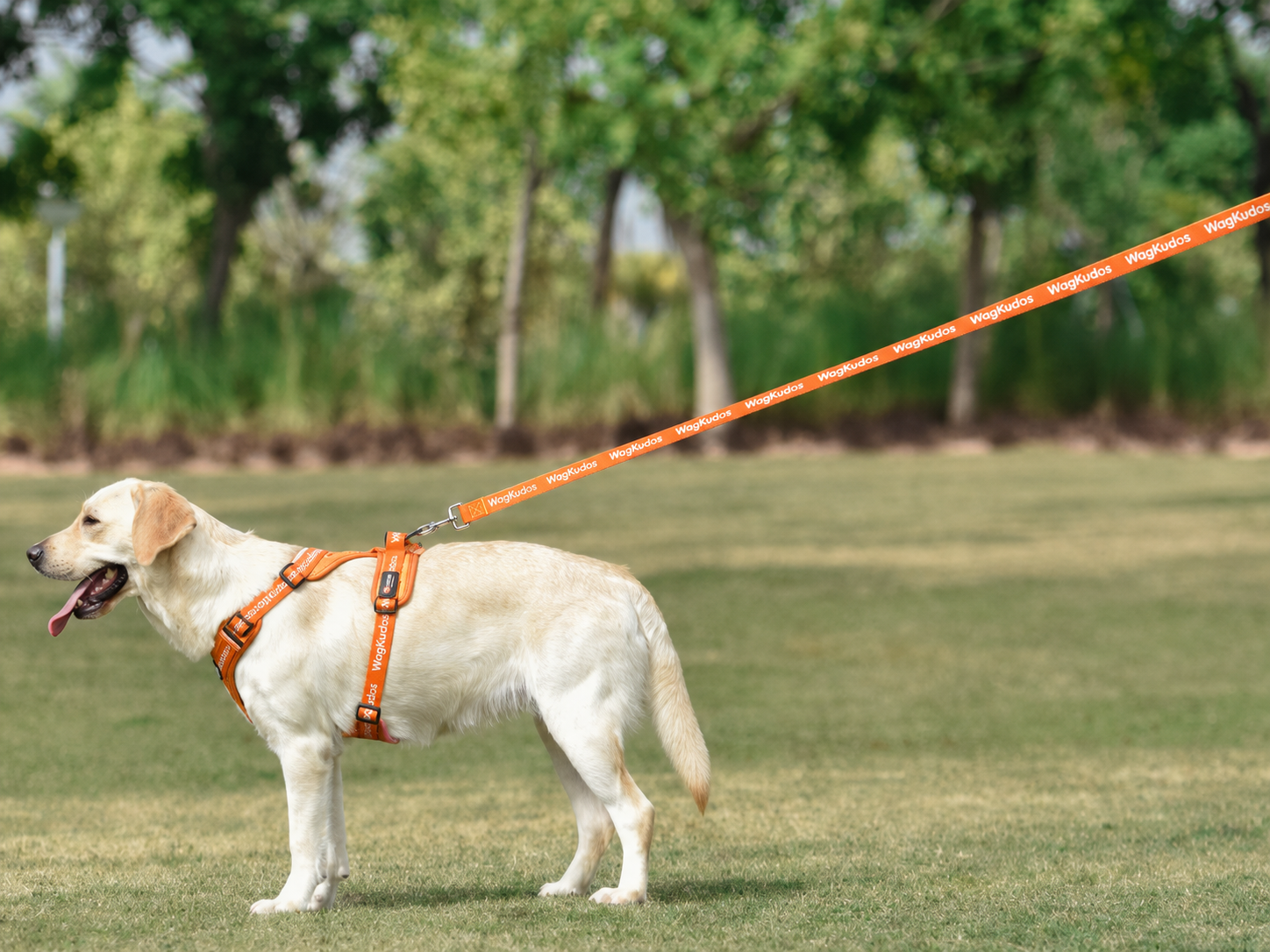 Custom Everyday Dog Leash (D101)