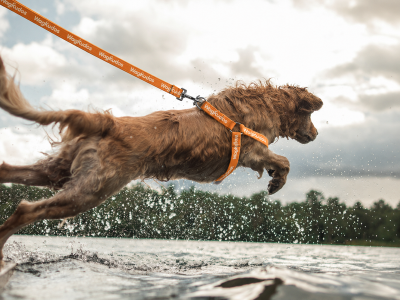 Waterproof & Odor-Resistant Dog Leash (D108)