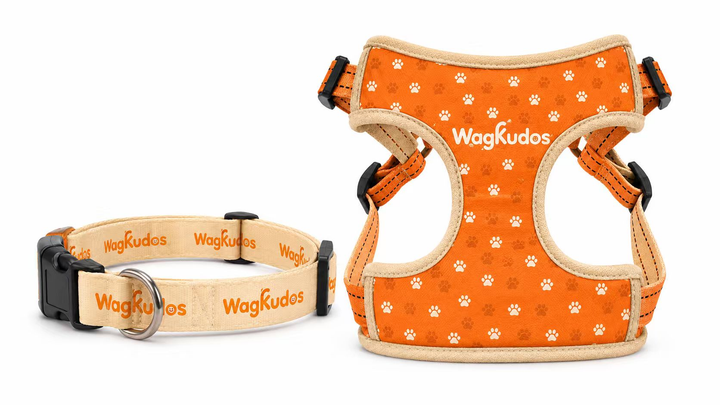 Collars & Harnesses